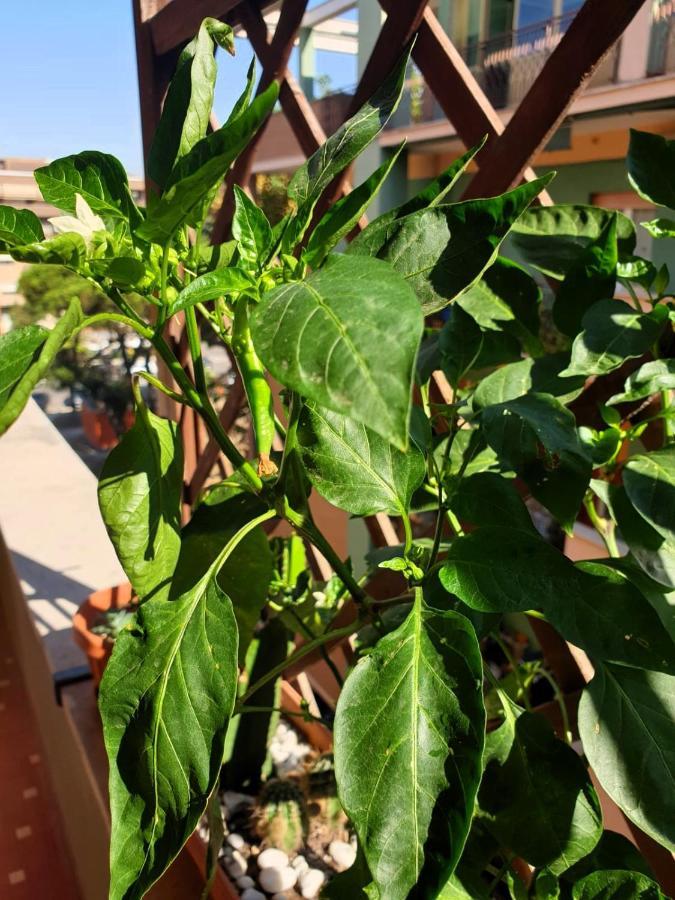 Apartmán Euforbia House Lido di Ostia Exteriér fotografie